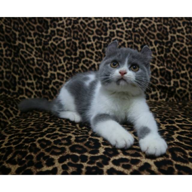 Jual Kucing British Shorthair Murah  Bandung  KucingComel com