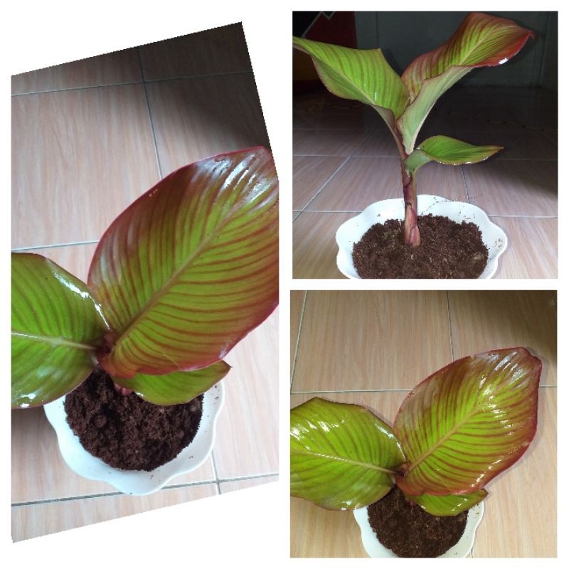 tanaman hias ganyong merah /bibit ganyong merah