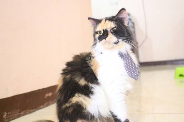 Long tie terkeren untuk kucing dan anjing / aksesoris hewan imut / baju kucing terlaris