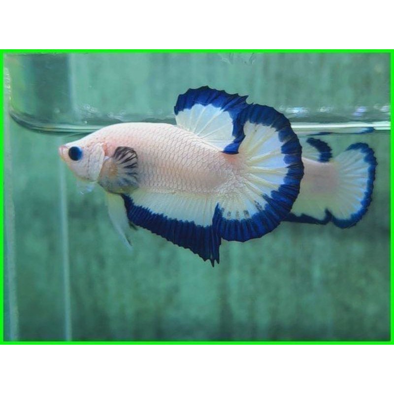 Anakan ikan Cupang Blue rim/Bahanan Line Thailand