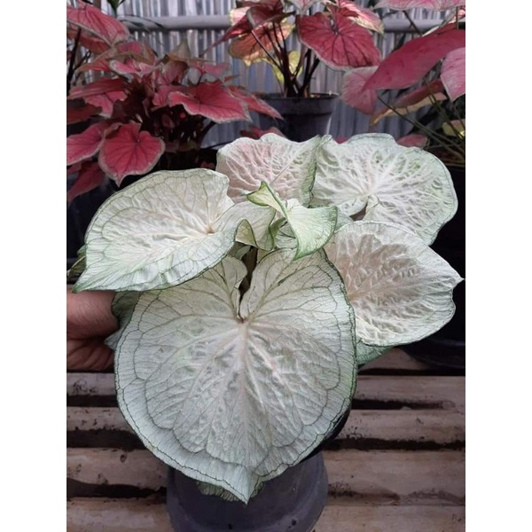Caladium white jaguar 1-3 Daun Tanaman Keladi Hias Murah Impor Thailand Import BUKAN bonggol bibit F
