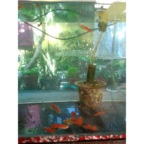ikan Guppy albino full red sepasang indukan