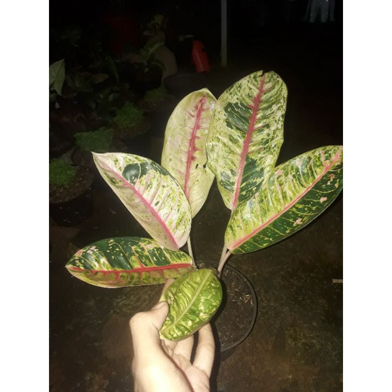 Tanaman aglonema donacarmen mutasi