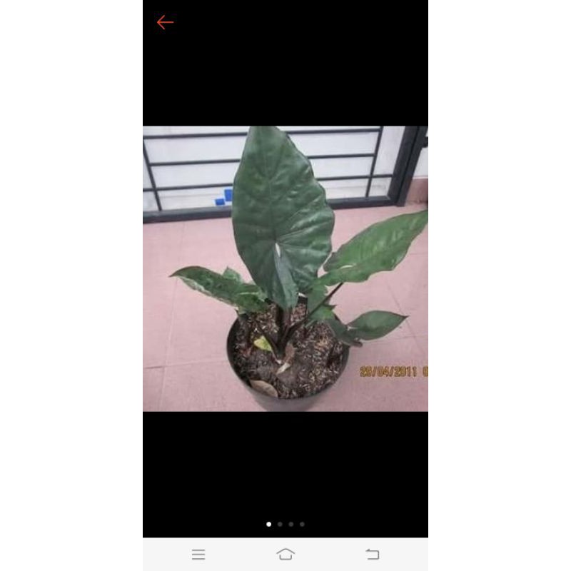 Tanaman hias talas sente wulung, talas sente hitam