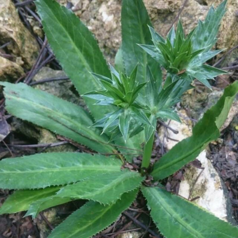 

BIBIT AKAR DAN WALANGSANGIT BUNGA HERBAl