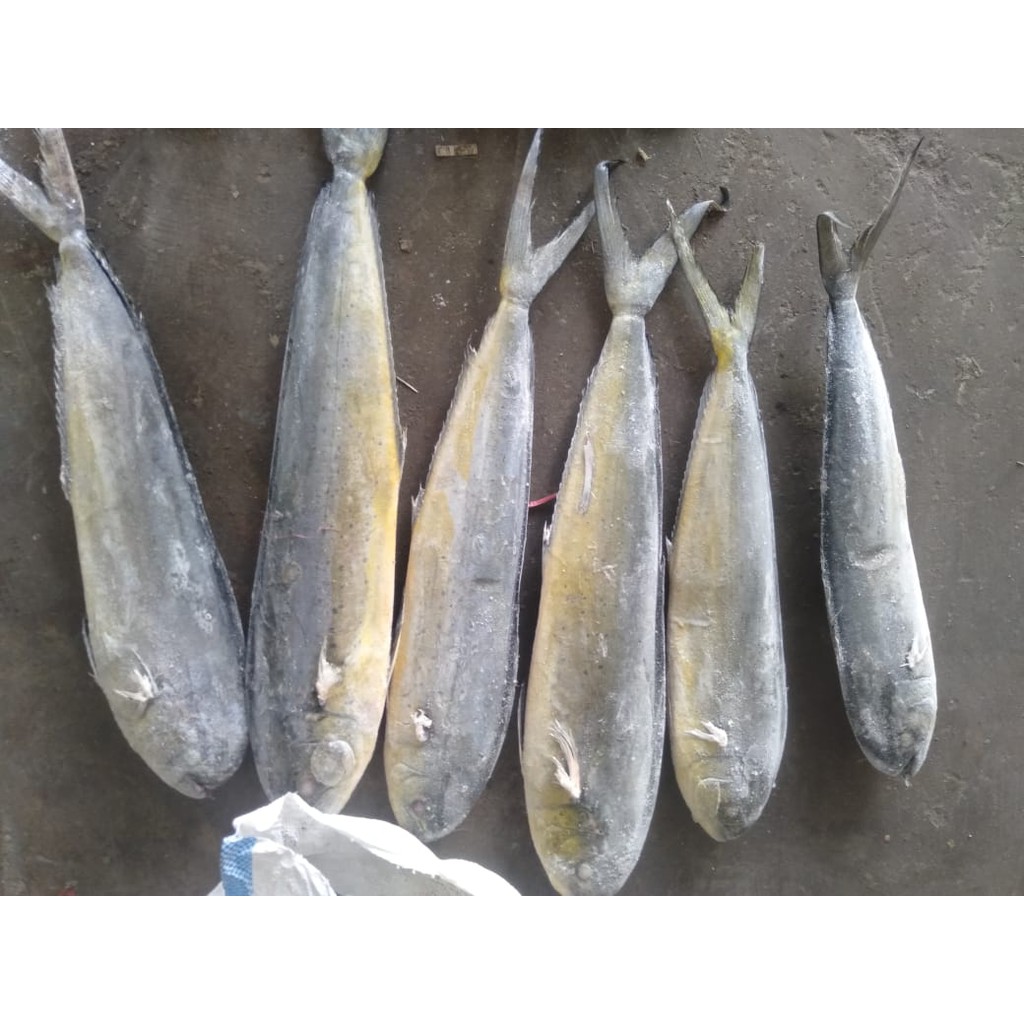 

[TERLARIS] IKAN LEMADANG - IKAN LAUT LAMADANG - LEMADANG SEGAR