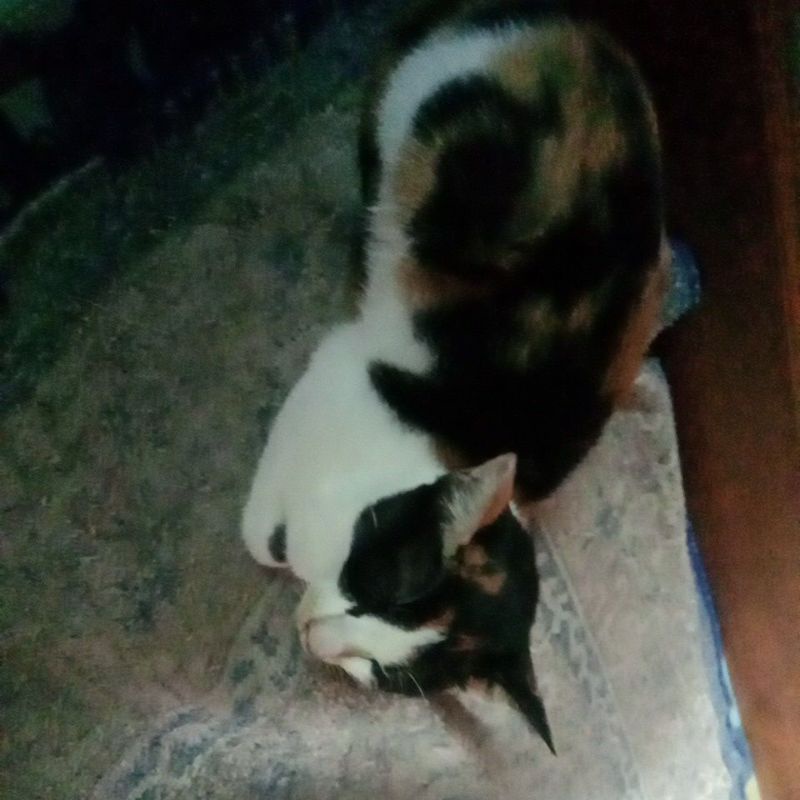 kucing anggora