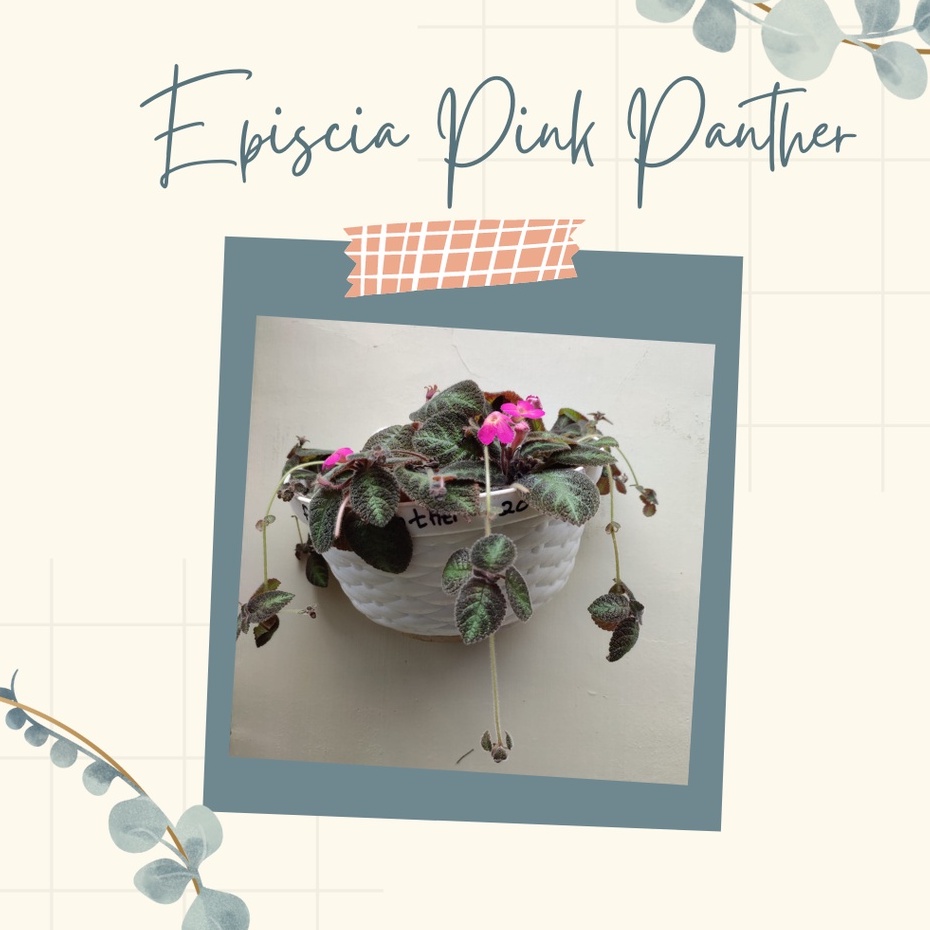 Tanaman Hias Episcia Pink Panther Episcia Pink Panther Tanaman Hias Episcia