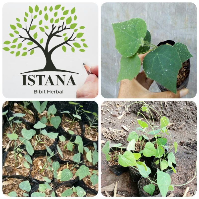bibit tanaman cincau bulu pohon cincau bulu