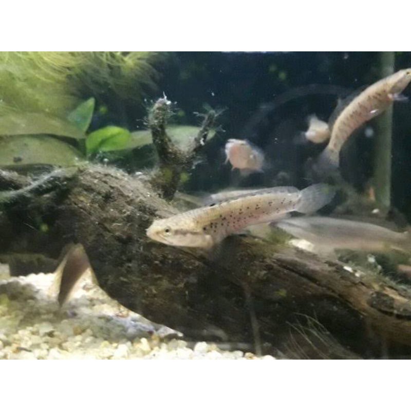 channa pulchra blue beby  8 cm