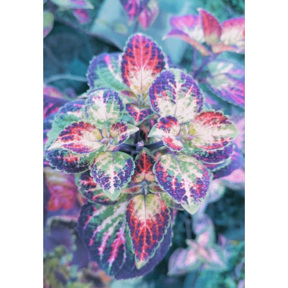 miana super premium drupadi