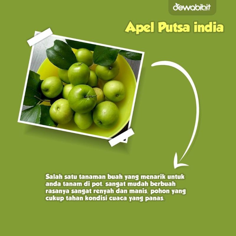 Bibit Apel Futsa Super Manis