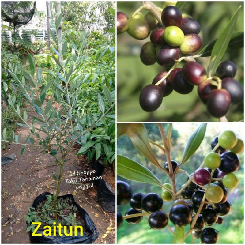 Bibit Zaitun
