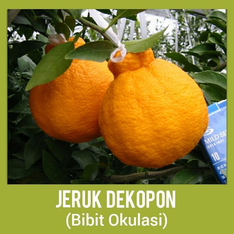 bibit jeruk import dekopon asli hasil OKULASI