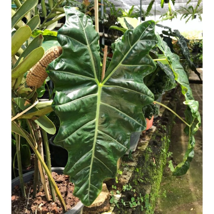 alocasia sandriana atau alokasia sanderiana