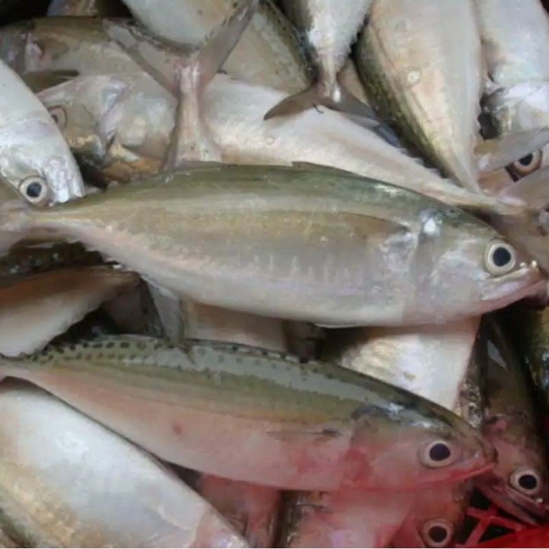 

ikan kembung segar 500g