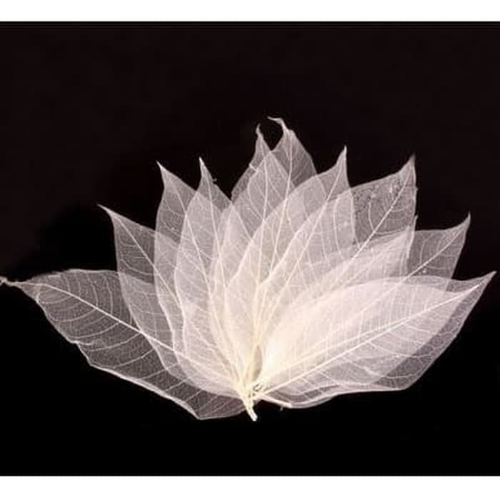 White Dry Leaf Skeleton - Kerangka Daun Kering 4-6cm (10pcs)