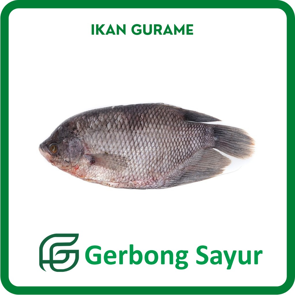 

Ikan Gurame Segar Per Ekor