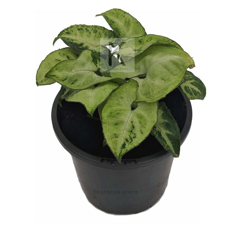 Syngonium podophyllum Pixie, Syngonium pixie