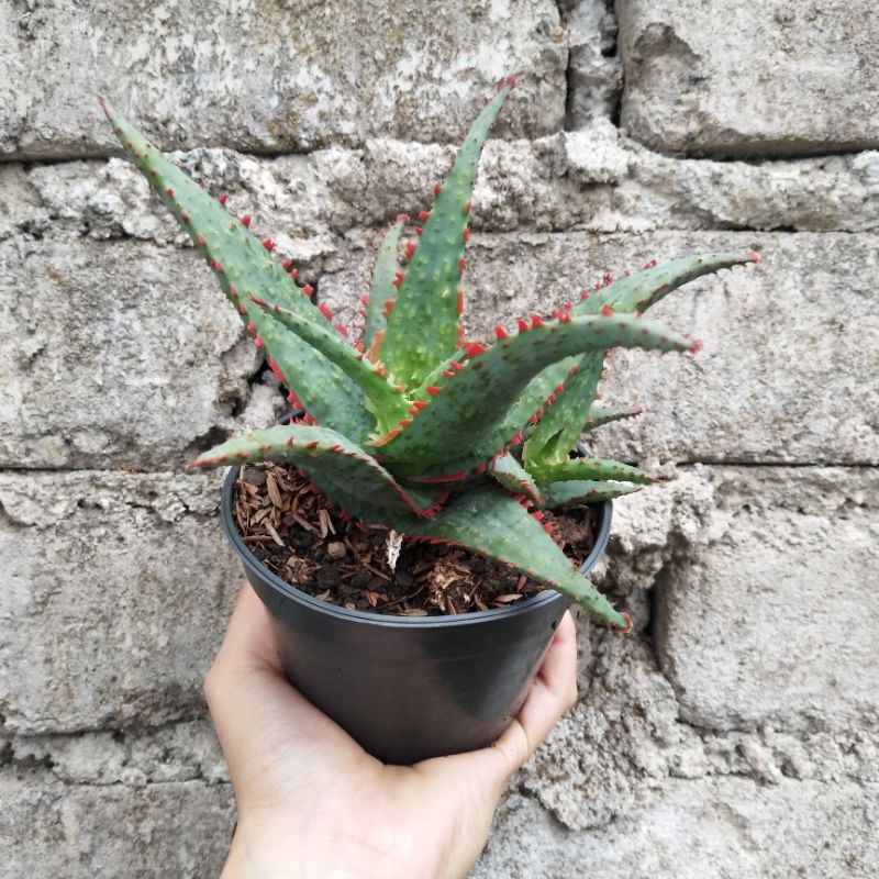 Aloe 1 | D 10cm