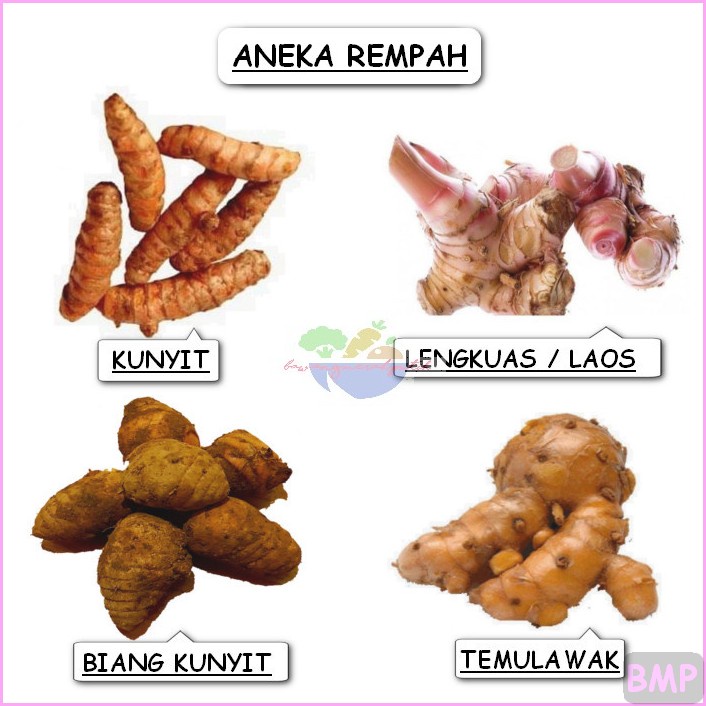 

KUNYIT / TEMULAWAK KONENG GEDE / LENGKUAS LAJA LAOS / BIANG KUNYIT