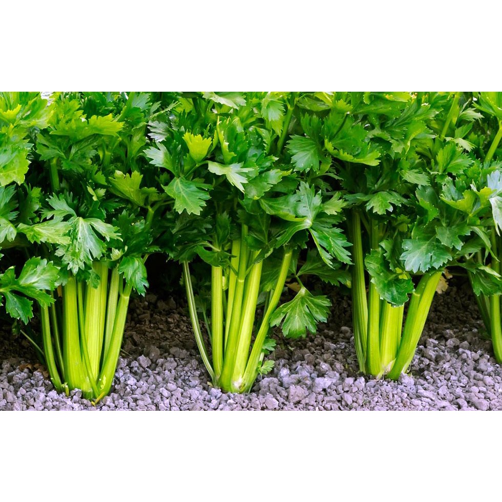 Benih Bibit Biji - Seledri Batang Besar Jumbo Celery Stalk Seeds - IMPORT