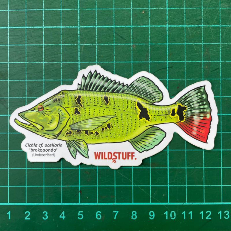 Sticker Wildstuff - Peacock Bass Cichla cf. ocellaris Brokopondo pbass brokopondo