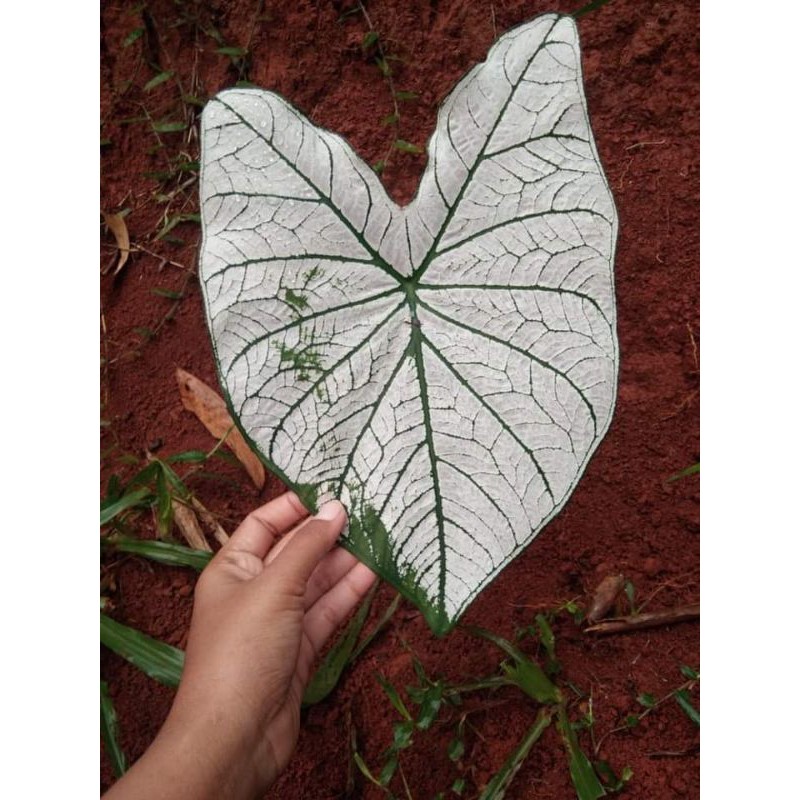 keladi putih keladi hias cantik per bonggol