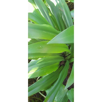 

Daun bakung daun bakung segar per 500 grm