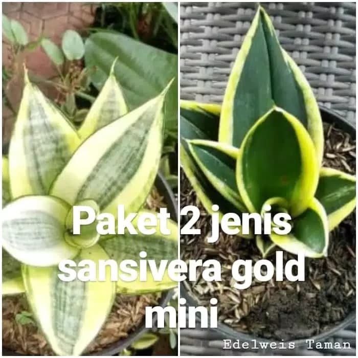 TERMURAH Paket 2 jenis tanaman hias sansivera gold mini