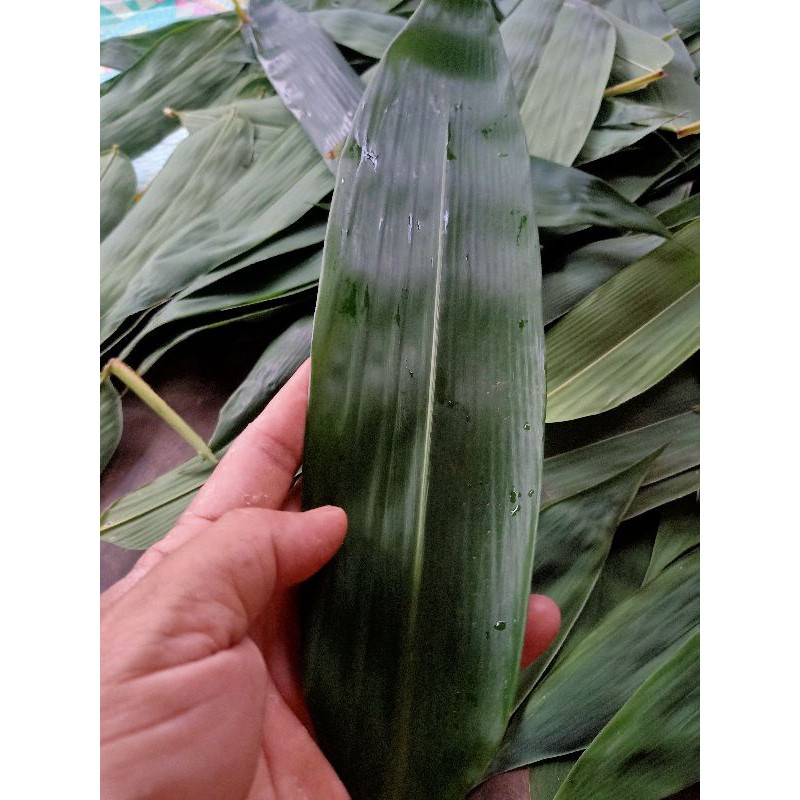 

daun bambu segar pembungkus bacang 1 kg murah