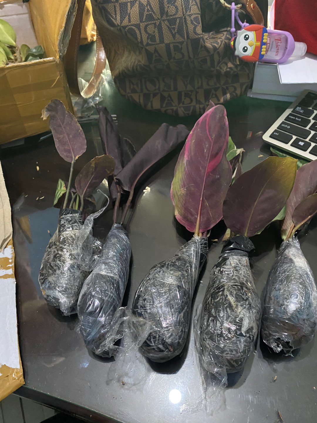 Paket Murah 5 Jenis Calathea Tanaman Hias Terlaris