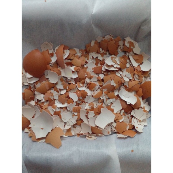 

Kulit telur/cangkang telur