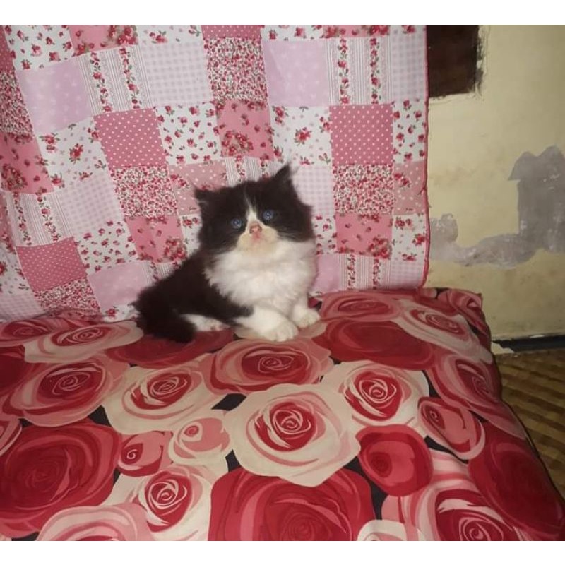 kucing Persia tidak bisa COD