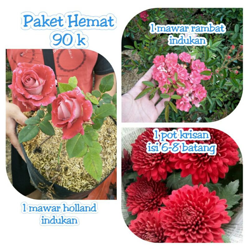 Paket 1 krisan 1 mawar holland indukan 1 mawar rambat indukan