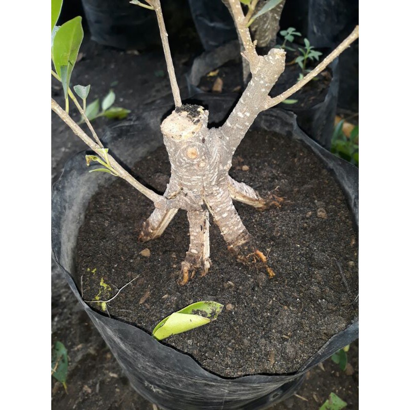 bahan bonsai kimeng prospek bagus