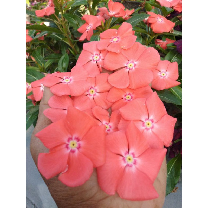 Benih biji vinca Mandarin orange 1 Bks isi 25 biji Rp 12500