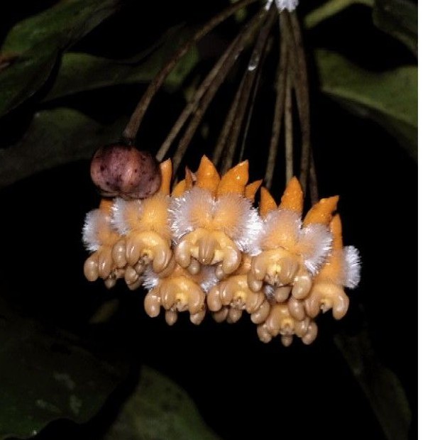 Hoya lasiantha