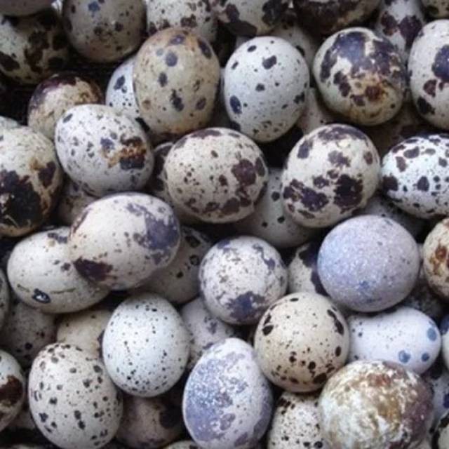 Telur Burung Puyuh Fresh mentah telur puyuh murah swalayan murah jakarta