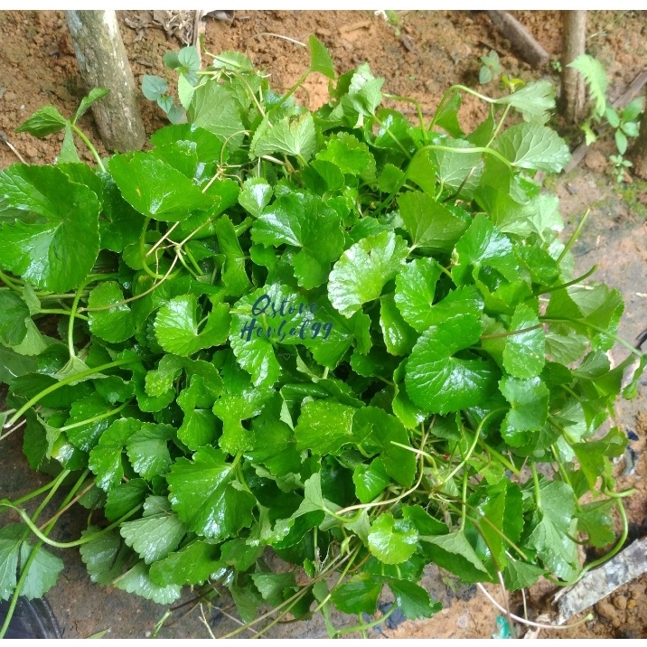 

Terlaris daun antanan segar/daun pegagan 250 gr