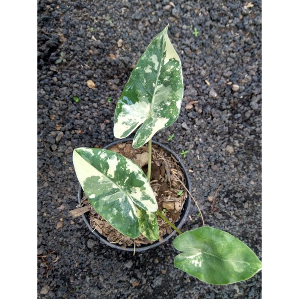 alocasia macroriza/sente varigata/keladi varigata
