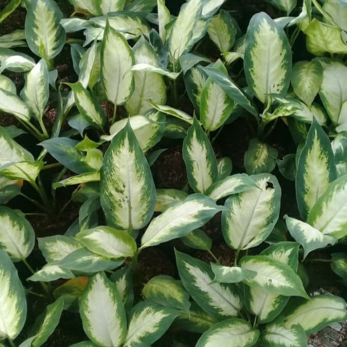 Tanaman hias blanceng susu - pohon blanceng susu