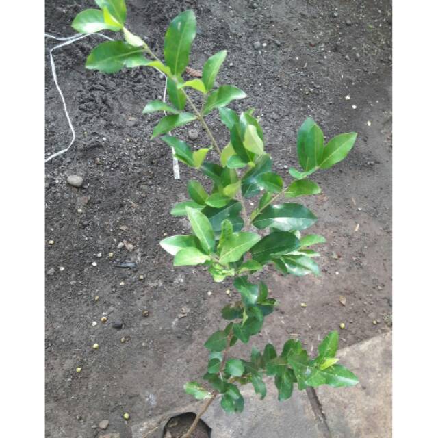 Bibit Tanaman Buah Cerry  Bibit Buah Chery  Bibit Buah Cherry Vietnam // Bakal Bonsai Sianci