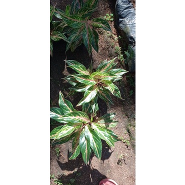 aglonema baterflay rumpun