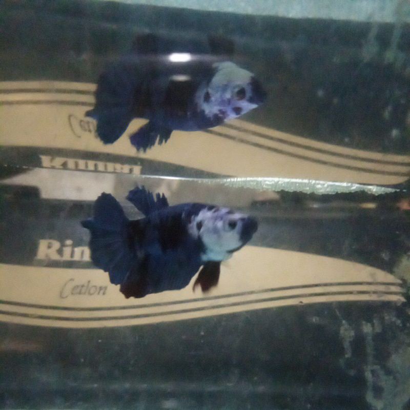 

Giant siap bred