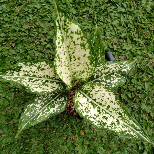 Bunga Aglonema snow white