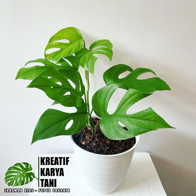 ( BISA COD ) Tanaman hias monstera pertusa - Monstera Raphidophora Pertusa