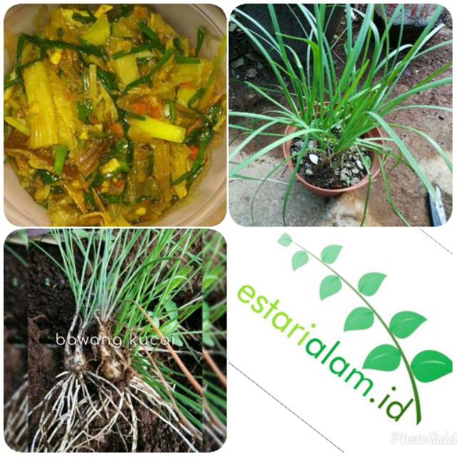 Bibit tanaman daun bawang kucai bibit kucai sayuran