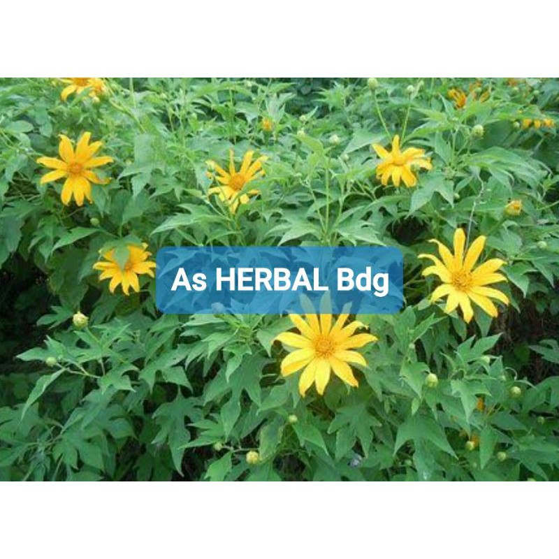 

Paket 500 gram Daun Insulin atau Kipahit Segar-az