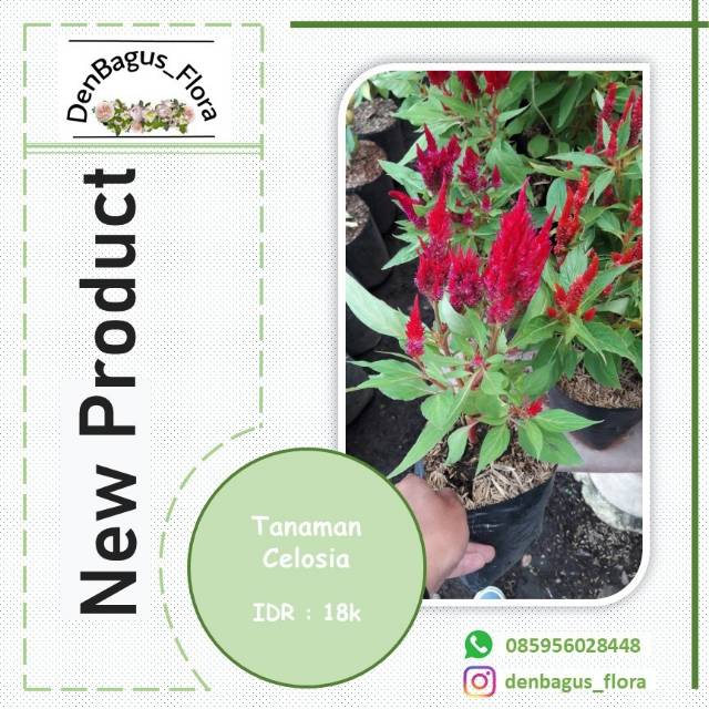 Celosia